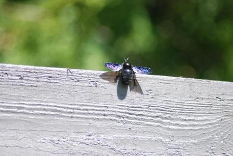Czarna pszczoła pojawiła się na terenie Nadleśnictwie Chotyłów